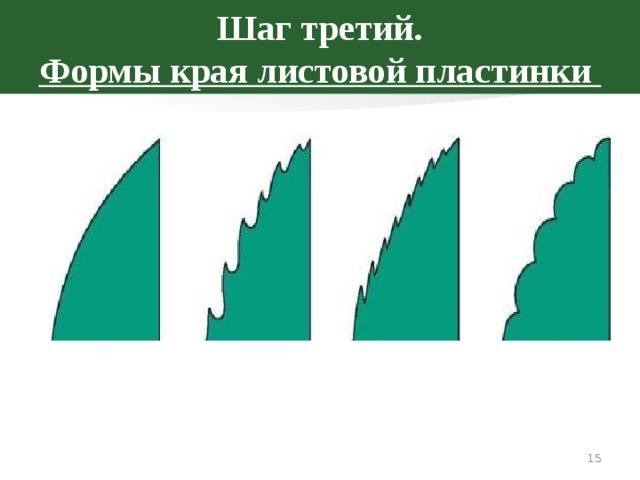 Край листовой пластинки