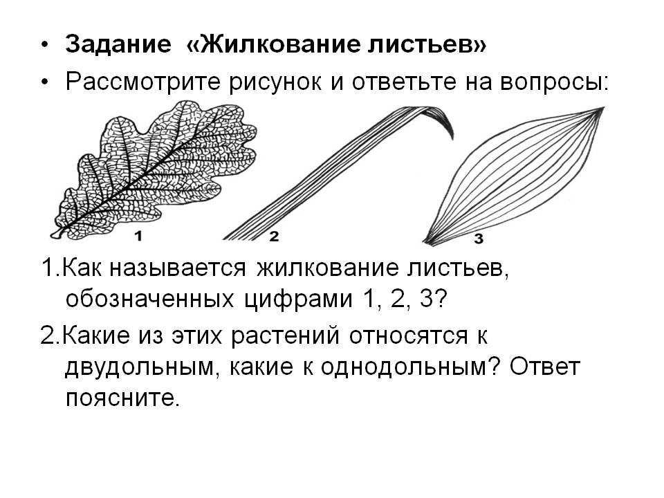 Рассмотрите рисунок определите обозначенную структуру. Типы жилкования листа 6 класс биология. Жилкование листьев задания. Жилкование листьев и внутреннего строения листа. Жилкование листа типы биология.