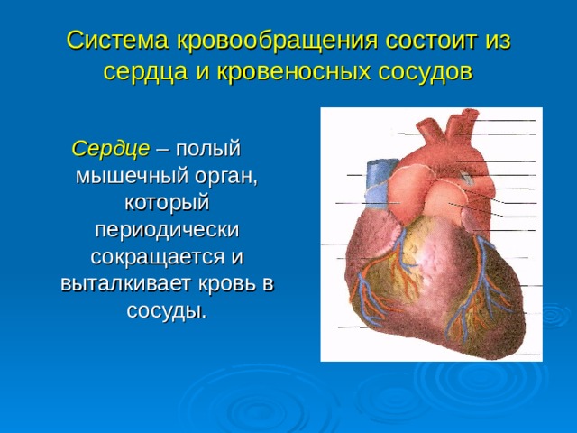 Система кровообращения состоит из сердца и кровеносных сосудов Сердце – полый мышечный орган, который периодически сокращается и выталкивает кровь в сосуды. 