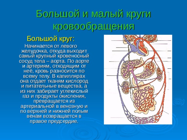 Большой и малый круги кровообращения Большой круг: Начинается от левого желудочка, откуда выходит самый крупный кровеносный сосуд тела – аорта. По аорте и артериям, отходящим от неё, кровь разносится по всему телу. В капиллярах она отдает тканям кислород и питательные вещества, а из них забирает углекислый газ и продукты окисления, превращается из артериальной в венозную и по верхней и нижней полым венам возвращается в правое предсердие. 