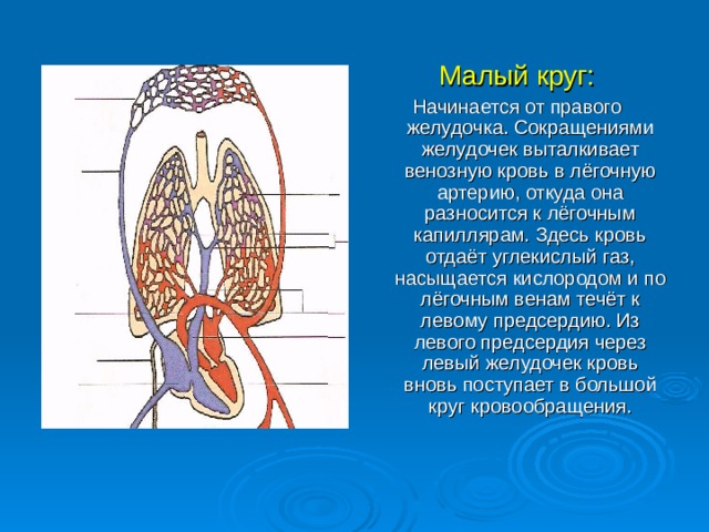 Малый круг: Начинается от правого желудочка. Сокращениями желудочек выталкивает венозную кровь в лёгочную артерию, откуда она разносится к лёгочным капиллярам. Здесь кровь отдаёт углекислый газ, насыщается кислородом и по лёгочным венам течёт к левому предсердию. Из левого предсердия через левый желудочек кровь вновь поступает в большой круг кровообращения. 