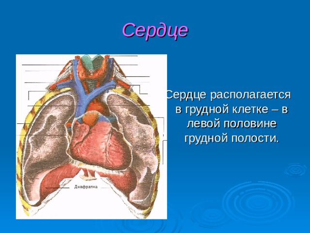 Сердце  Сердце располагается в грудной клетке – в левой половине грудной полости. 