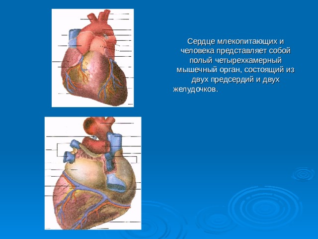  Сердце млекопитающих и человека представляет собой полый четырехкамерный мышечный орган, состоящий из двух предсердий и двух желудочков. 