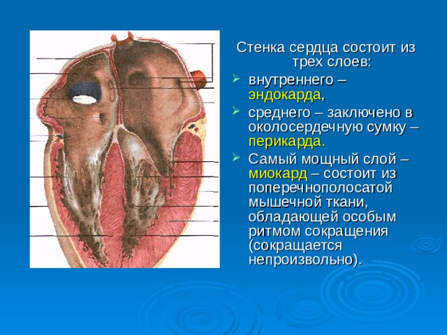 Стенка сердца состоит из трех слоев: внутреннего – эндокарда , среднего – заключено в околосердечную сумку – перикарда.  Самый мощный слой – миокард – состоит из поперечнополосатой мышечной ткани, обладающей особым ритмом сокращения (сокращается непроизвольно).  