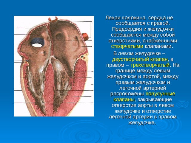Левая половина сердца не сообщается с правой. Предсердия и желудочки сообщаются между собой отверстиями, снабженными створчатыми клапанами. В левом желудочке – двустворчатый клапан , в правом – трехстворчатый . На границе между левым желудочком и аортой, между правым желудочком и легочной артерией расположены полулунные клапаны , закрывающие отверстие аорты в левом желудочке и отверстие легочной артерии в правом желудочке. 