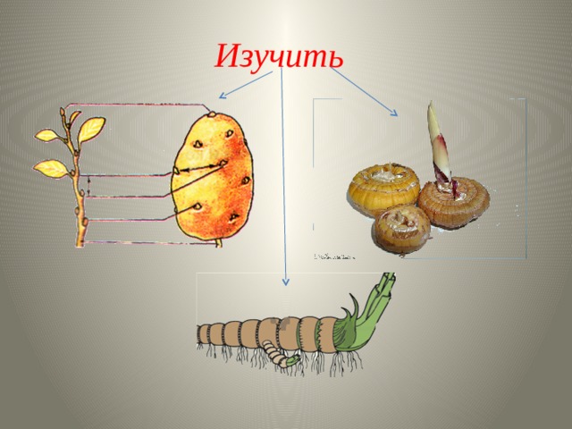 Изучить