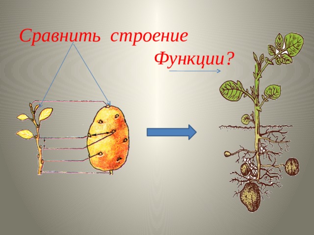 Вывод докажите что луковица видоизмененный побег. Подземный видоизмененный многолетний побег корневище изображен. Клубень это побег доказательства. Сравнение клубня и побега.