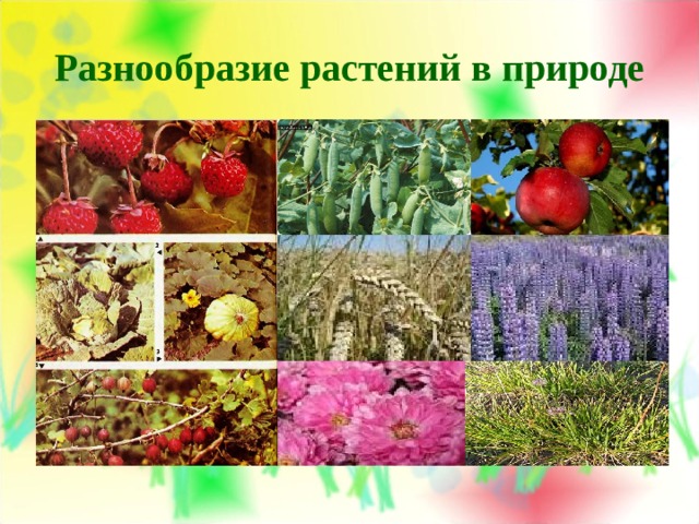 Многообразие культурных растений