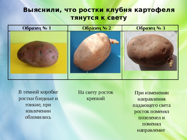 Клубень картофеля на раннем этапе своего развития. Клубень картофеля на свету. Пророщенные клубни картофеля. Картофель растение с клубнями.