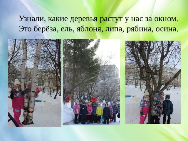 Узнали, какие деревья растут у нас за окном. Это берёза, ель, яблоня, липа, рябина, осина. 