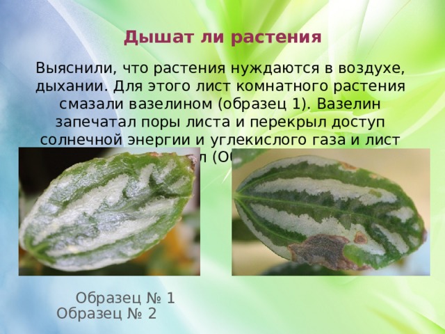 Дышат ли растения Выяснили, что растения нуждаются в воздухе, дыхании. Для этого лист комнатного растения смазали вазелином (образец 1). Вазелин запечатал поры листа и перекрыл доступ солнечной энергии и углекислого газа и лист почернел (Образец 2).   Образец № 1 Образец № 2 
