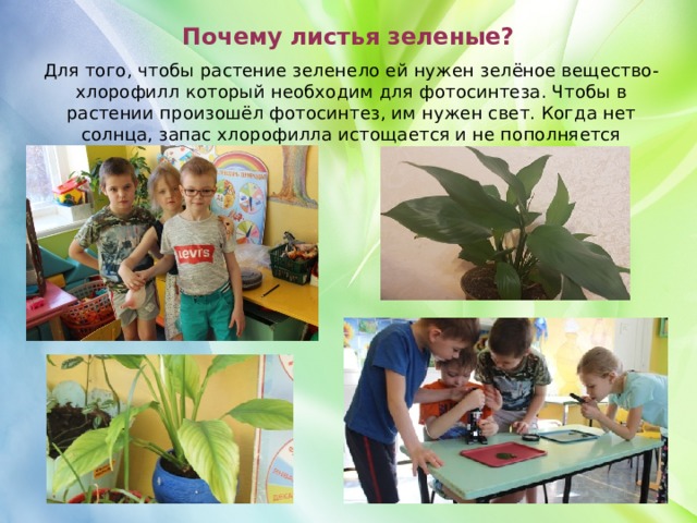 Почему листья зеленые? Для того, чтобы растение зеленело ей нужен зелёное вещество- хлорофилл который необходим для фотосинтеза. Чтобы в растении произошёл фотосинтез, им нужен свет. Когда нет солнца, запас хлорофилла истощается и не пополняется 