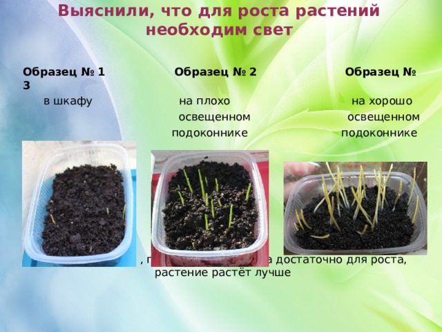 Выяснили, что для роста растений необходим свет Образец № 1 Образец № 2 Образец № 3  в шкафу на плохо на хорошо  освещенном освещенном  подоконнике подоконнике На подоконнике , где солнечного света достаточно для роста, растение растёт лучше 