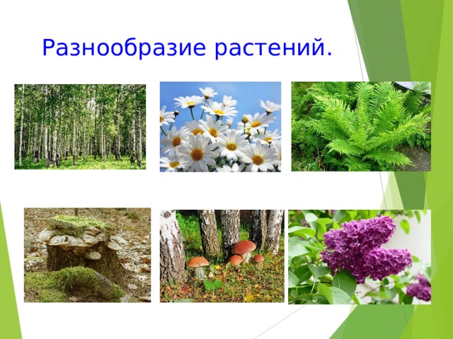 Как сохранить разнообразие растений. Разнообразие растений. Разнообразие растений России. Разнообразие растений 3 класс школа России.