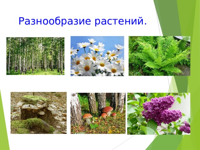 Многообразие растений 5