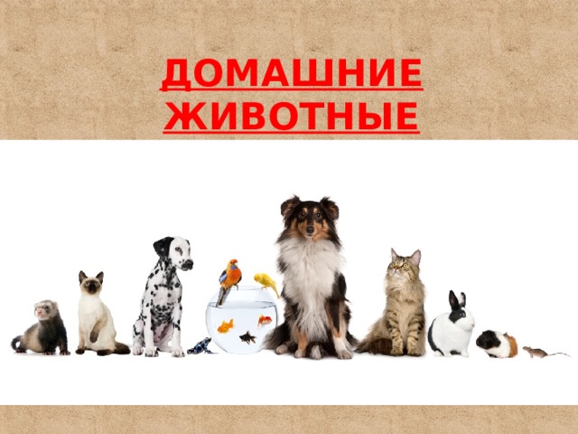 ДОМАШНИЕ ЖИВОТНЫЕ 