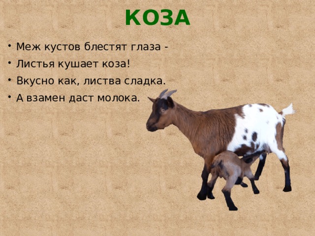 КОЗА   Меж кустов блестят глаза - Листья кушает коза! Вкусно как, листва сладка. А взамен даст молока. 