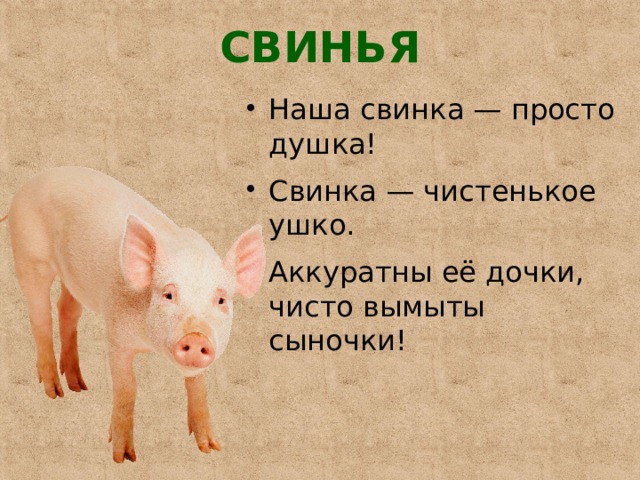 СВИНЬЯ   Наша свинка — просто душка! Свинка — чистенькое ушко. Аккуратны её дочки, чисто вымыты сыночки! 