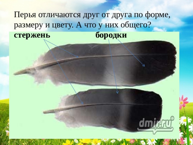 Перо птицы не имеет. Отличие перьев птиц. Перья птиц презентация 1 класс. Кто такие птицы перья. Чем перья отличаются друг от друга.