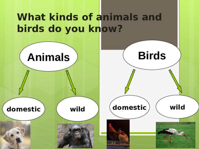 What kinds of animals and birds do you know? Birds Animals wild domestic wild domestic 