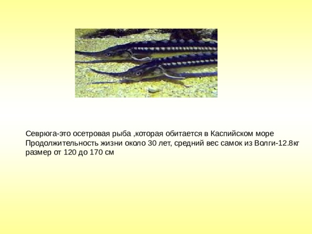 Севрюга-это осетровая рыба ,которая обитается в Каспийском море Продолжительность жизни около 30 лет, средний вес самок из Волги-12.8кг размер от 120 до 170 см 