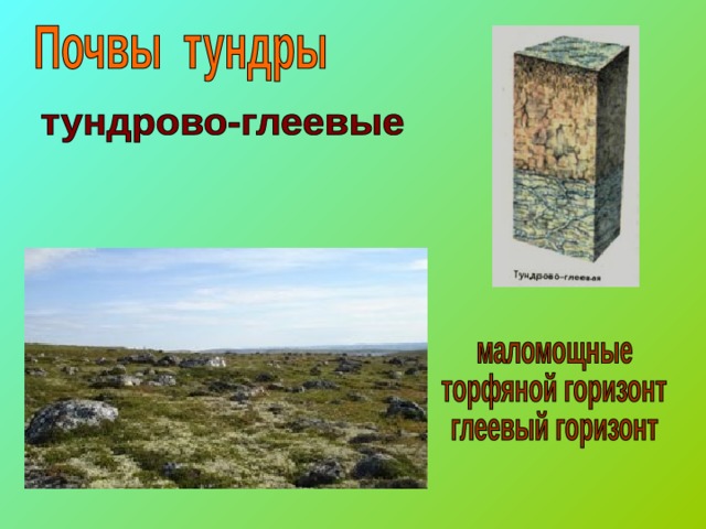 Тундрово глеевые какая природная зона. Природная зона тундра почва. Тундровые почвы России. Почвы тундры. Почвы тундры в России.