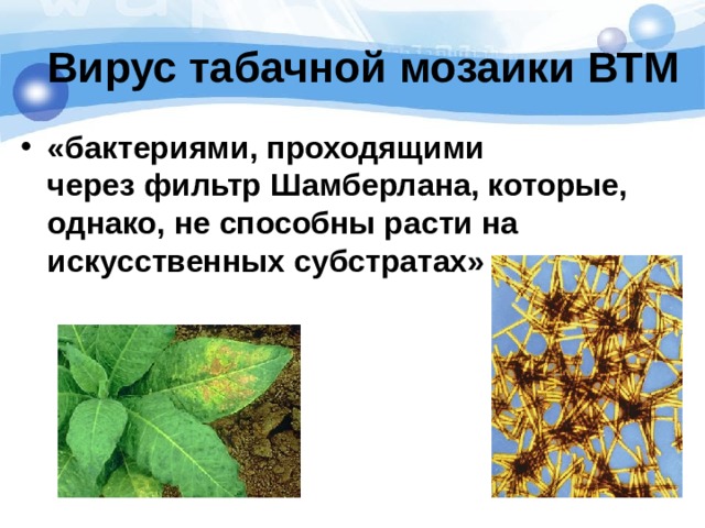 Вирус табачной мозаики ВТМ «бактериями, проходящими через фильтр Шамберлана, которые, однако, не способны расти на искусственных субстратах» 