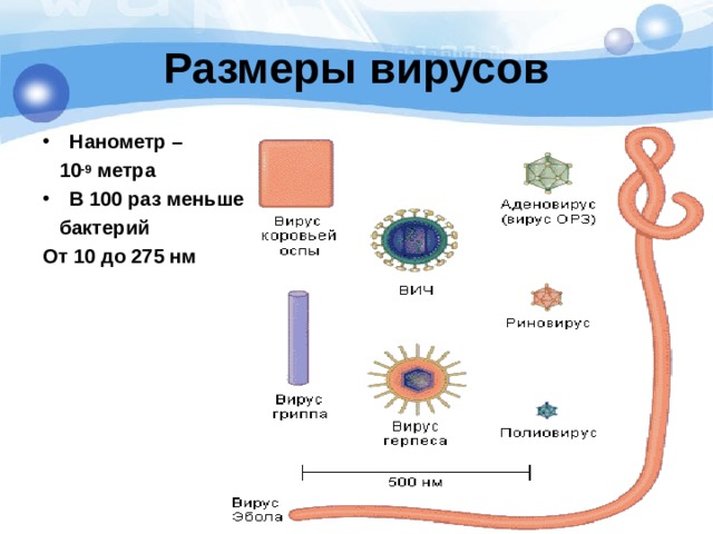 Размеры вирусов Нанометр –  10 -9 метра В 100 раз меньше  бактерий От 10 до 275 нм  