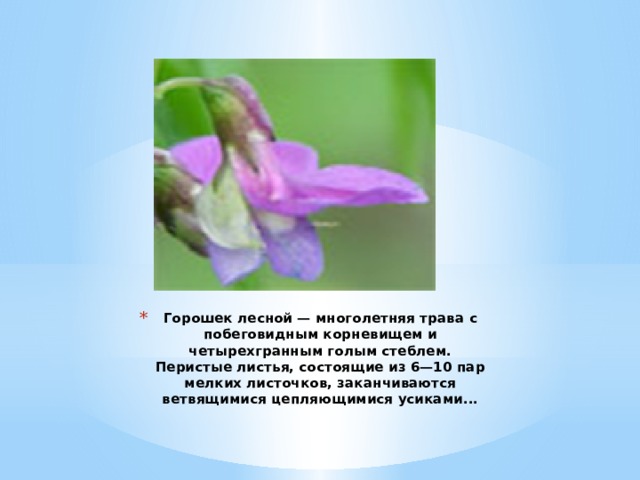Горошек лесной — многолетняя трава с побеговидным корневищем и четырехгранным голым стеблем. Перистые листья, состоящие из 6—10 пар мелких листочков, заканчиваются ветвящимися цепляющимися усиками...   
