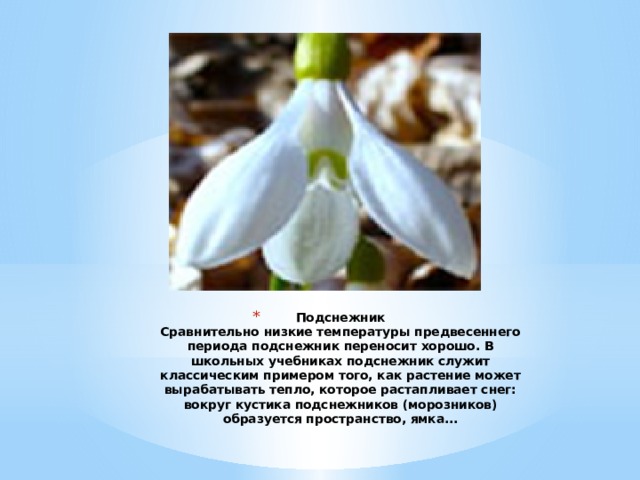 Подснежник  Сравнительно низкие температуры предвесеннего периода подснежник переносит хорошо. В школьных учебниках подснежник служит классическим примером того, как растение может вырабатывать тепло, которое растапливает снег: вокруг кустика подснежников (морозников) образуется пространство, ямка...    