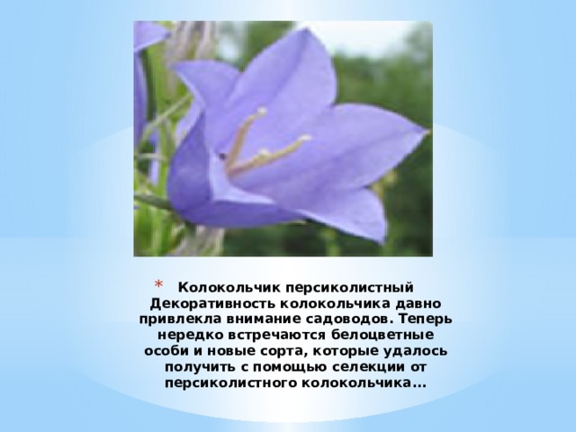Колокольчик персиколистный  Декоративность колокольчика давно привлекла внимание садоводов. Теперь нередко встречаются белоцветные особи и новые сорта, которые удалось получить с помощью селекции от персиколистного колокольчика...   