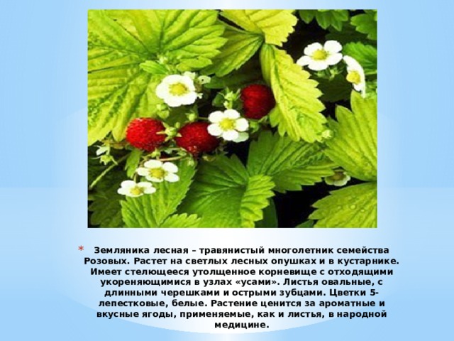 Земляника лесная – травянистый многолетник семейства Розовых. Растет на светлых лесных опушках и в кустарнике. Имеет стелющееся утолщенное корневище с отходящими укореняющимися в узлах «усами». Листья овальные, с длинными черешками и острыми зубцами. Цветки 5-лепестковые, белые. Растение ценится за ароматные и вкусные ягоды, применяемые, как и листья, в народной медицине. 