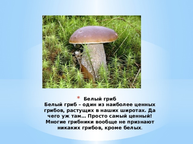 Белый гриб  Белый гриб – один из наиболее ценных грибов, растущих в наших широтах. Да чего уж там… Просто самый ценный! Многие грибники вообще не признают никаких грибов, кроме белых . 