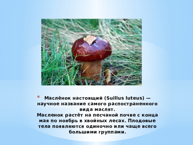 Маслёнок настоящий (Suillus luteus) — научное название самого распостраненного вида маслят.  Масленок растёт на песчаной почве с конца мая по ноябрь в хвойных лесах. Плодовые тела появляются одиночно или чаще всего большими группами.   