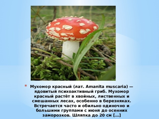 Мухомор красный (лат. Amanita muscaria) — ядовитый психоактивный гриб. Мухомор красный растёт в хвойных, лиственных и смешанных лесах, особенно в березняках. Встречается часто и обильно одиночно и большими группами с июня до осенних заморозков. Шляпка до 20 см […] 
