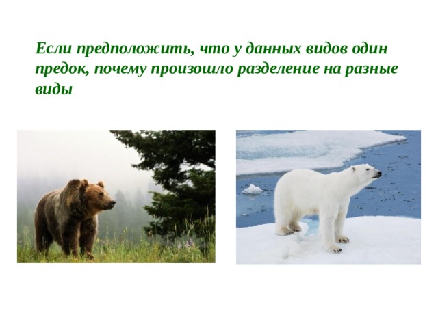Если предположить, что у данных видов один предок, почему произошло разделение на разные виды 