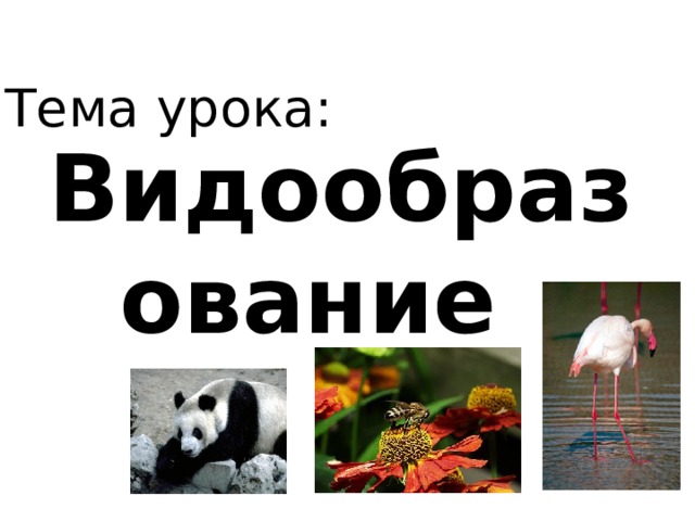 Тема урока: Видообразование Тема урока:  
