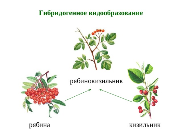 Гибридогенное видообразование рябинокизильник рябина кизильник 