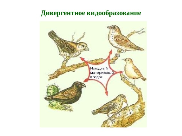 Дивергентное видообразование Дивергенцией  Ч. Дарвин объяснял появление разнообразия дарвиновых вьюрков на нескольких островах Галапагосского архипелага в Тихом океане. Вероятно, дарвиновы вьюрки – это потомки нескольких особей вьюрков из Южной Америки, случайно унесенных в море во время бури, осевших и сохранившихся на Галапагосских островах. Попавшие туда вьюрки стали основателями популяций на разных островах. Изолированные друг от друга, эти популяции спустя некоторое время обособились в новые самостоятельные виды. Унесенные ветром вьюрки, попав на отдельный остров Галапагосского архипелага, оказались в среде, отличающейся от той среды, которую они покинули. В то же время они столкнулись с условиями того конкретного острова, куда случайно попали. Под давлением естественного отбора популяции вьюрков эволюционировали на разных островах в разных направлениях. В этом процессе они приобрели необычный внешний вид, строение клюва и своеобразные повадки, особенно в добывании пищи.  