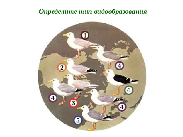 Определите тип видообразования 