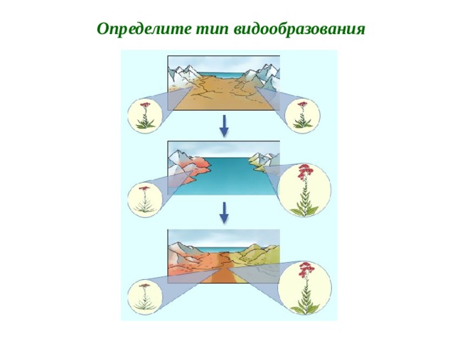Определите тип видообразования  