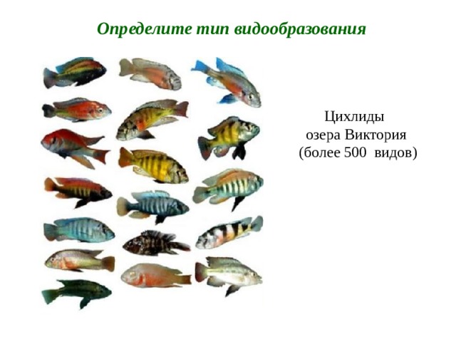 Определите тип видообразования Цихлиды озера Виктория  (более 500 видов) 