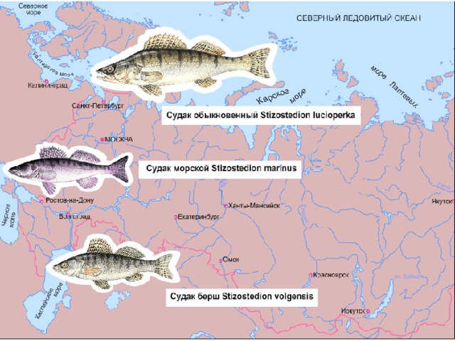 Видообразование 9 класс презентация