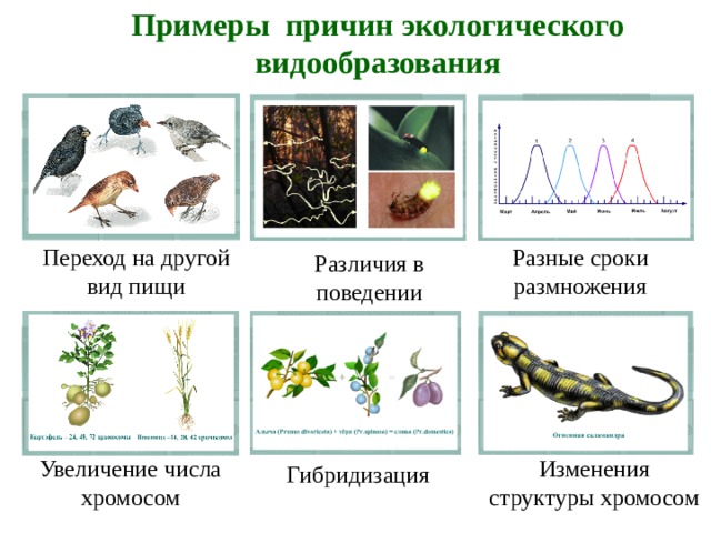 Сравнение процессов экологического и географического видообразования