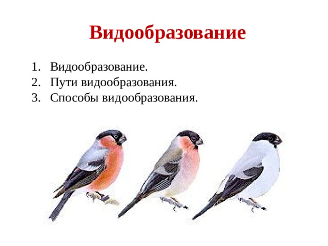 Видообразование Видообразование. Пути видообразования. Способы видообразования. 