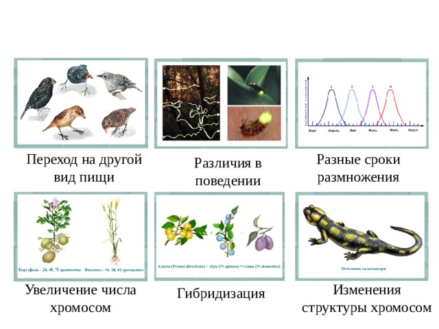 Какой способ видообразования изображен на рисунке ответ поясните почему такая изоляция популяций