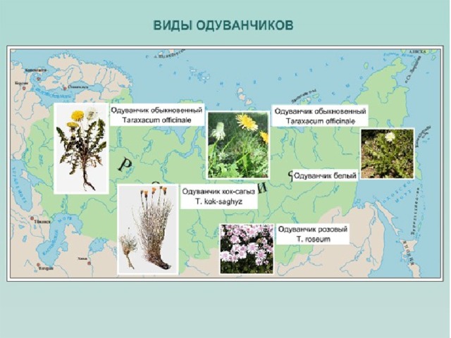 Новые виды могут возникать также вследствие прерывистости (мозаичности) ареала. Примером такого процесса служит возникновение близкородственных видов одуванчика от широко распространенного родительского вида  