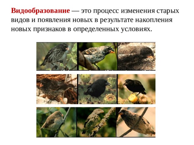 Видообразование — это процесс изменения старых видов и появления новых в результате накопления новых признаков в определенных условиях.  