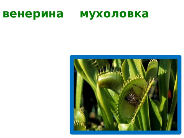 венерина мухоловка