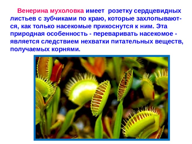 Венерина мухоловка имеет розетку сердцевидных листьев с зубчиками по краю, которые захлопывают-ся, как только насекомые прикоснутся к ним. Эта природная особенность - переваривать насекомое - является следствием нехватки питательных веществ, получаемых корнями.